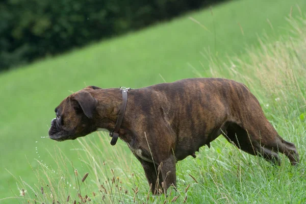 Boxer Puro Vira Cabeça Para Lado Pouco Depois Beber Deixando — Fotografia de Stock