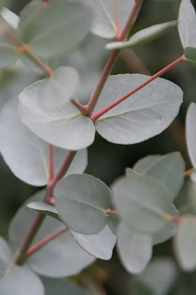 Beautiful Botanical Shot Natural Wallpaper — Stock Photo, Image