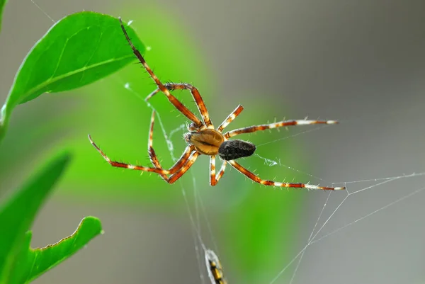 クロスクモ気味の悪いクモの虫 — ストック写真