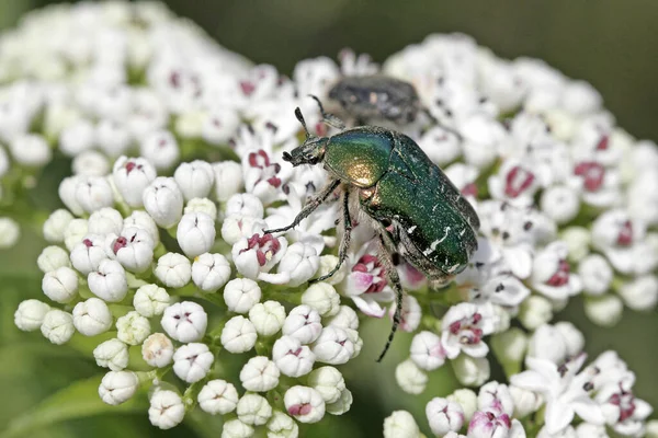 Floral Beetle Bug Insect — Stock Photo, Image