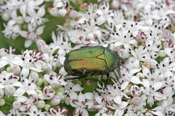 花の虫虫虫 — ストック写真