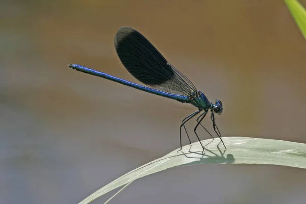 Insetto Libellula Odonata Fauna — Foto Stock