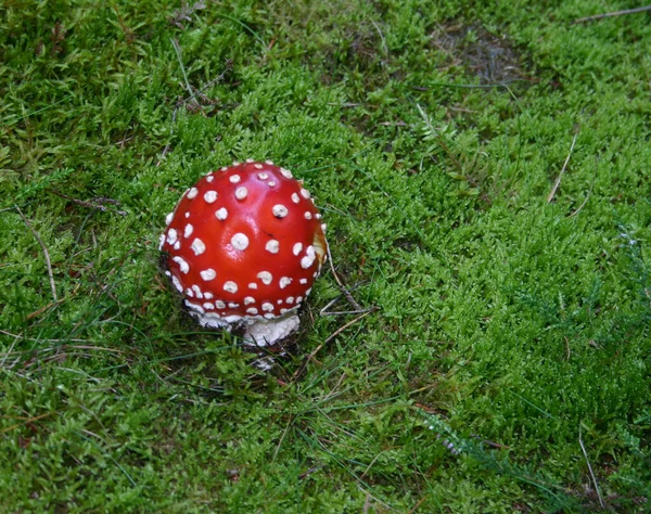 Svamp Som Växer Svamp Flora Botanik — Stockfoto