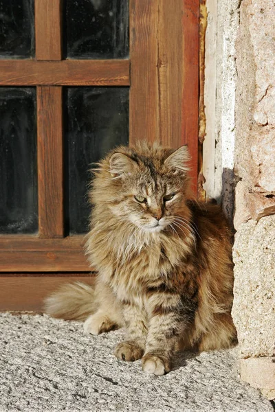 かわいいふわふわの猫 — ストック写真