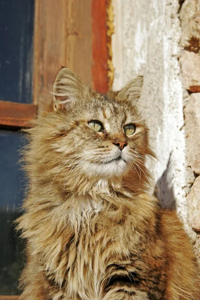 Gatto Ruvido Bel Gatto — Foto Stock