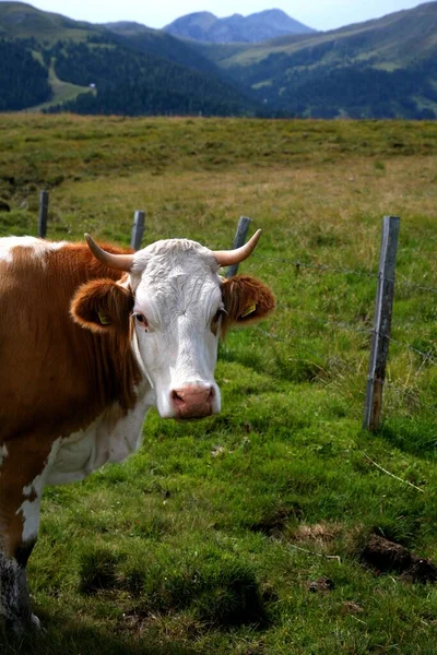 Корова Горах — стоковое фото