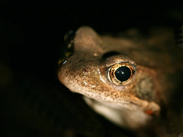 Obojživelné Zvíře Přírodní Žába — Stock fotografie