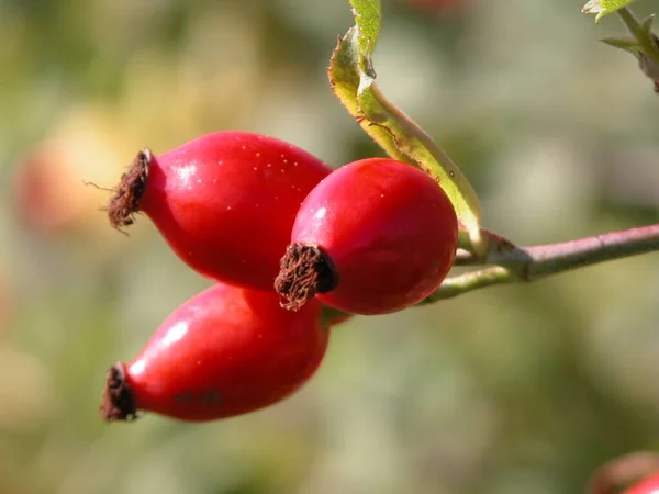 Rose Hip Red Berries — Stock Photo, Image