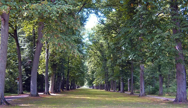 Vista Panoramica Del Viale Messa Fuoco Selettiva — Foto Stock