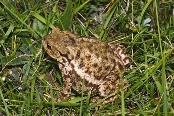 Crapaud Terre Grenouille Amphibien — Photo