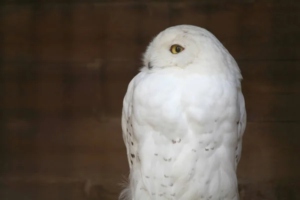 Zbliżenie Słodkie Sowa Dziki Natura — Zdjęcie stockowe