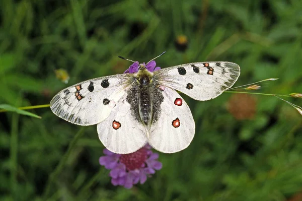 Parnassius Phoebus Apollo Alpino — Fotografia de Stock