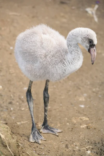 När Jag Blir Stor Blir Jag Vacker Flamingo — Stockfoto