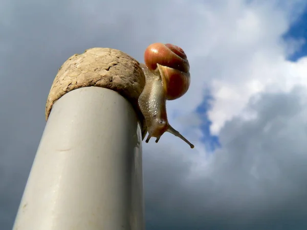 カタツムリのクローズアップ — ストック写真