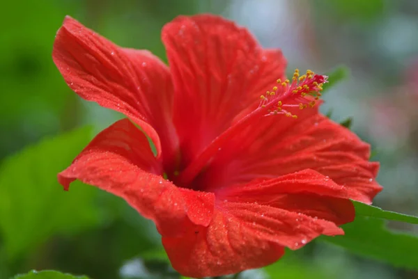 Cênica Bela Flor Hibisco Colorido — Fotografia de Stock