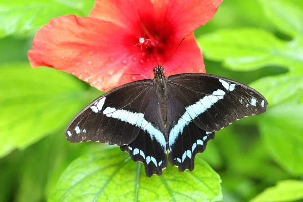 Hermoso Plano Botánico Fondo Pantalla Natural — Foto de Stock