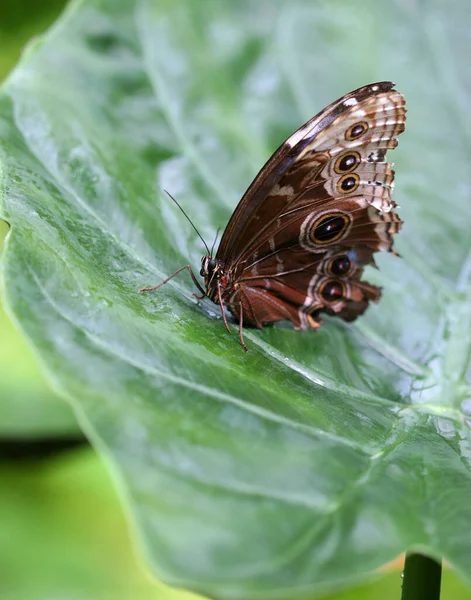 Экзотическая Бабочка Крыльями Насекомые — стоковое фото