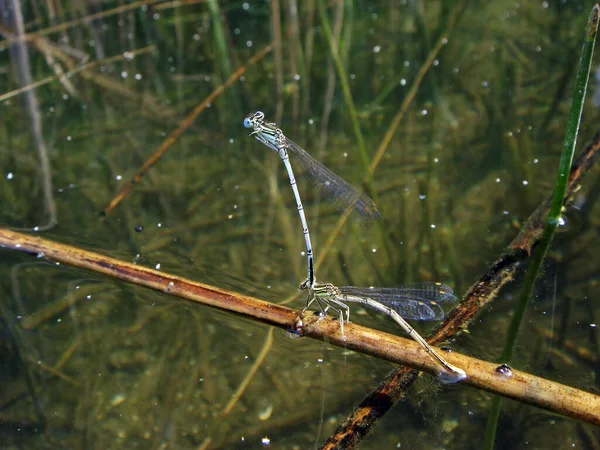 Insecte Libellule Odonata Faune — Photo