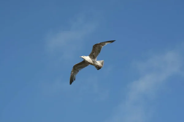 Seagull Seagull Flight Bird Seabird Sky Blue Wings Spam Width — стоковое фото