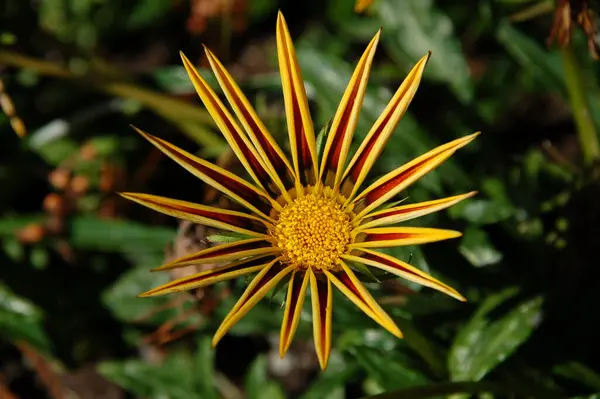 Beautiful Botanical Shot Natural Wallpaper — Stock Photo, Image