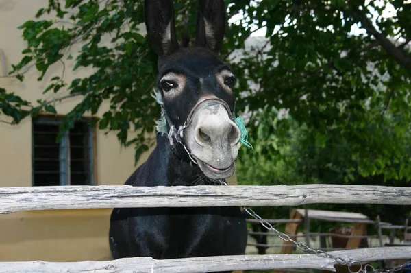 Burro Animal Fauna Ganadería —  Fotos de Stock