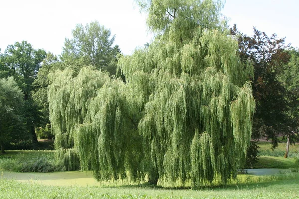 Natuur Flora Wilgenboomtakken — Stockfoto