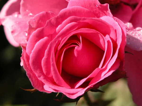 Rosblommor Kronblad Flora — Stockfoto