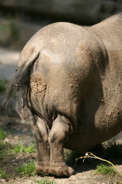 Πίσω Όψη Του Ρινόκερου Στην Άγρια Φύση — Φωτογραφία Αρχείου
