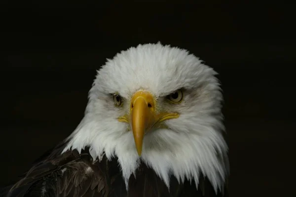 Vacker Utsikt Över White Headed Eagle Vild Natur — Stockfoto