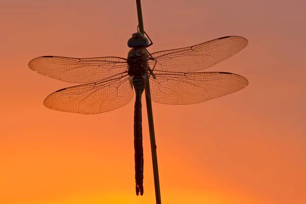 Närbild Insekter Vild Natur — Stockfoto