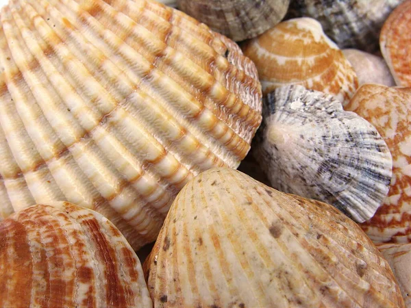 Sea Shell Aquatic Mollusk — Stock Photo, Image