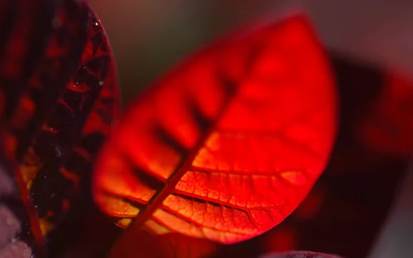 Φύλλα Φθινοπώρου Κόκκινα Φύλλα — Φωτογραφία Αρχείου