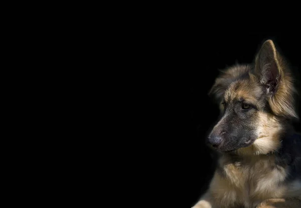 Hund Porträtt Exponeras Svart Bakgrund — Stockfoto