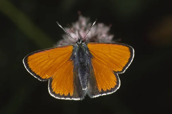 Lycaena Hippothoe Palaeochrysophanus Hippothoe Μικρή Πεταλούδα Φωτιά Ampfer Αρσενικό — Φωτογραφία Αρχείου