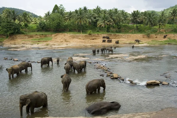Elefantes Río — Foto de Stock