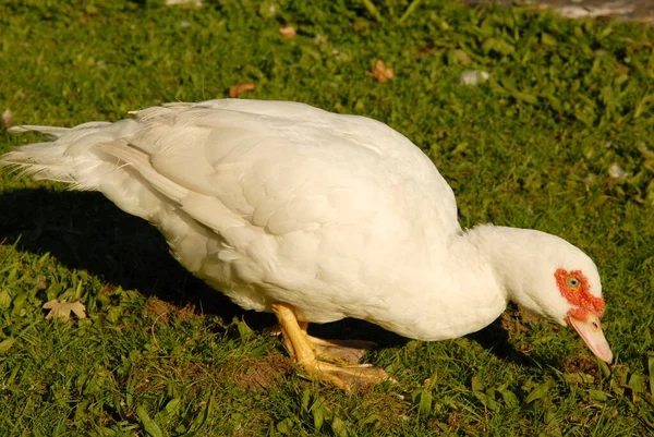 Close Wild Duck — Stock Photo, Image