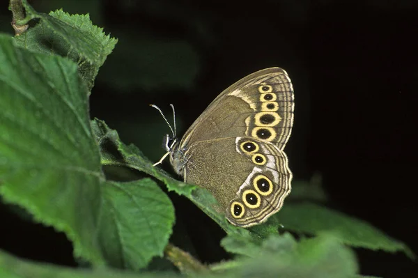 Nahaufnahme Von Schönen Bunten Schmetterling — Stockfoto