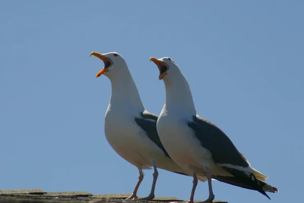 Scenic View Beautiful Seagull Birds Nature — Stock Photo, Image