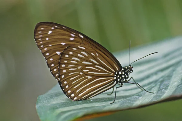 Vue Rapprochée Beau Papillon Coloré — Photo