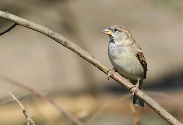 Vue Panoramique Mignon Oiseau Moineau — Photo