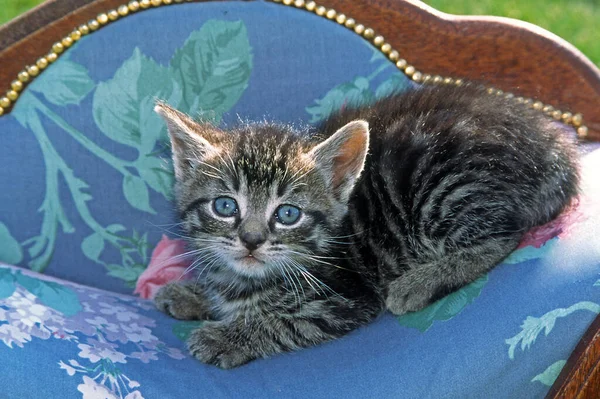 Schöne Kleine Flauschige Katze — Stockfoto