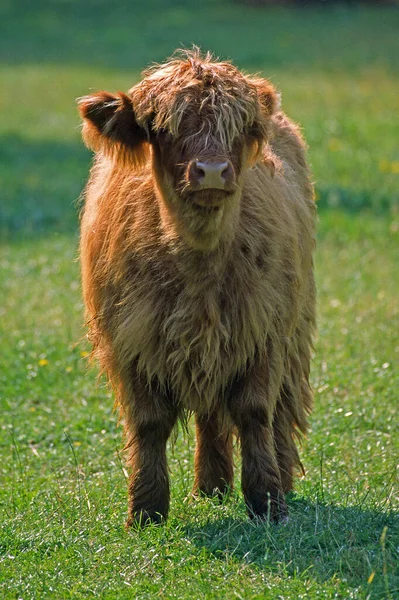 Scottish Highland Cattle Animal Child — Stock Photo, Image