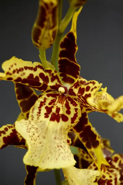 Primer Plano Una Flor Orquídea Amarilla — Foto de Stock