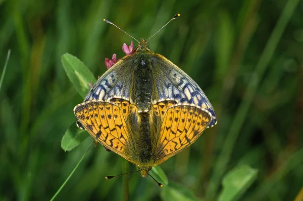 Boloria Napaea Pearl Butterfly — Stock Photo, Image