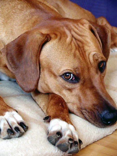 Dog Dachshund Puppy — Stock Photo, Image