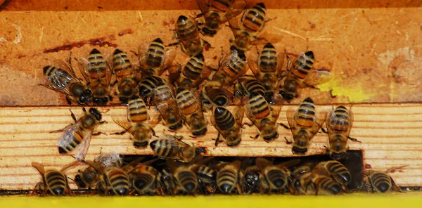 Abeilles Sur Avec Cadre Bois — Photo