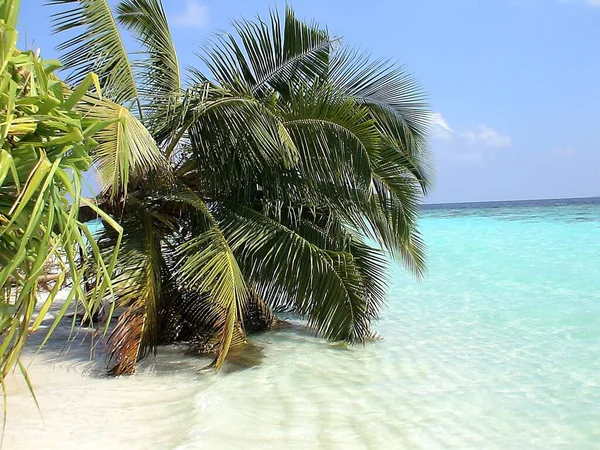 Isla Makunudu Maldivas —  Fotos de Stock