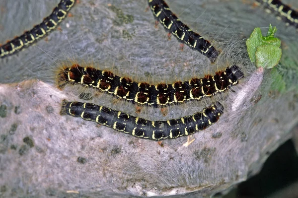 Lanestris Eriogaster Wollafter Raupe — Foto de Stock