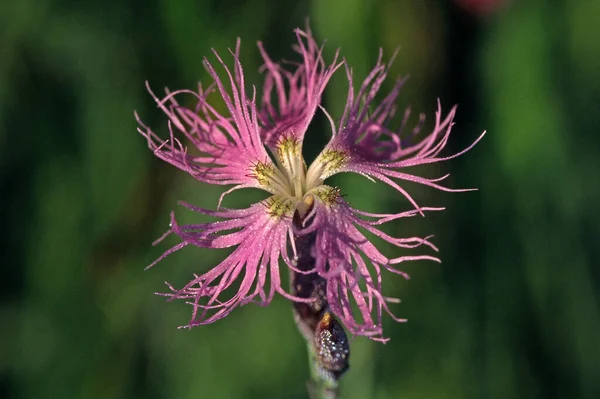 Superbús Dianthus Magnífica Nación — Foto de Stock