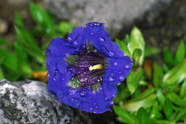 Gentiana Angustifolia Гігантська Краплями Дощу — стокове фото